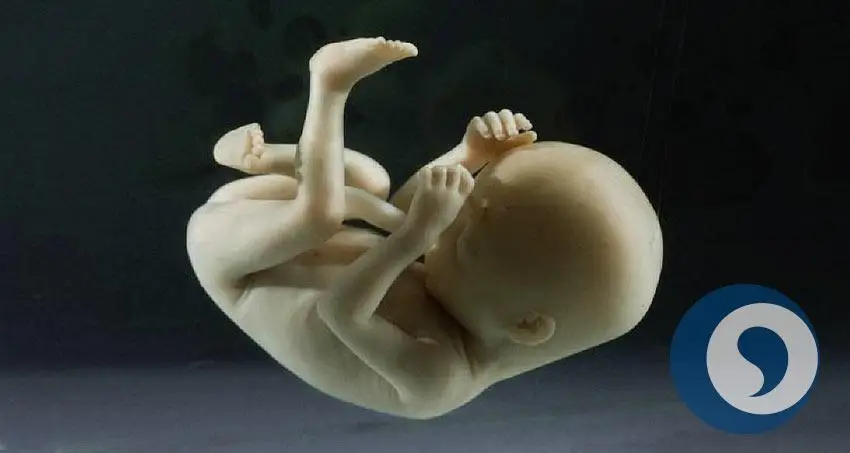 Embryo im ersten Drittel der Schwangerschaft