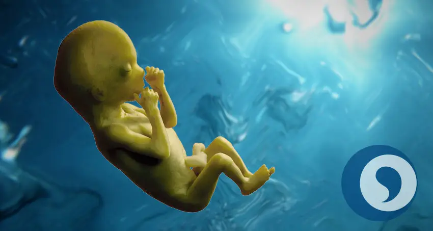 Embryo im letzten Drittel der Schwangerschaft